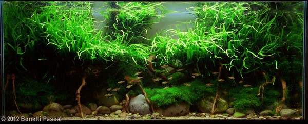 Bonetti Pascal (Francja)